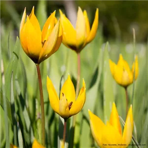 INSEKTENFREUNDLICHES FRüHJAHR!