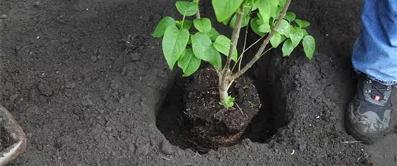 FLIEDER - EINPFLANZEN IM GARTEN