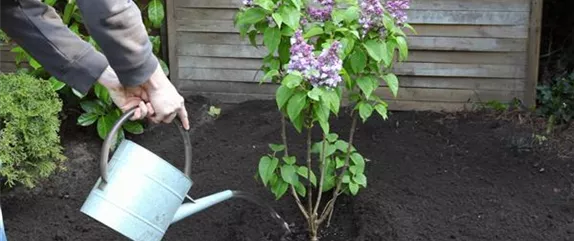 FLIEDER - EINPFLANZEN IM GARTEN