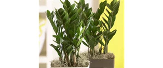 ZAMIOCULCAS - BESONDERS PFLEGELEICHT!