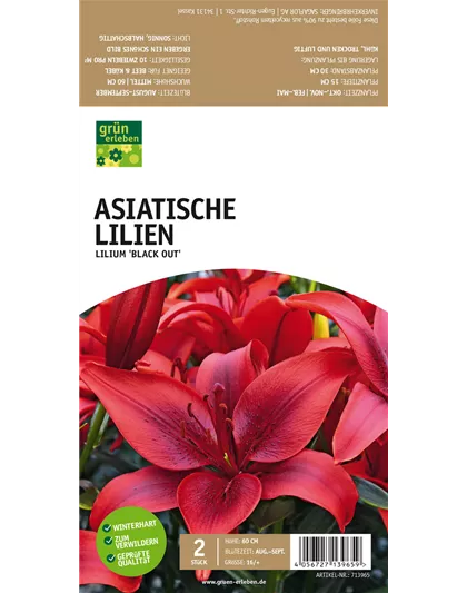 Asiatische Lilien