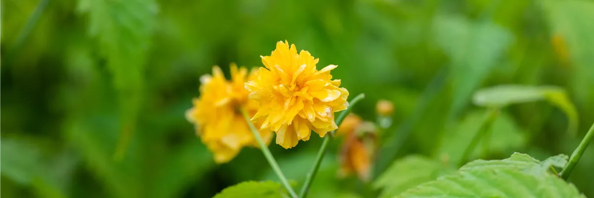 Kerria japonica 'Pleniflora'