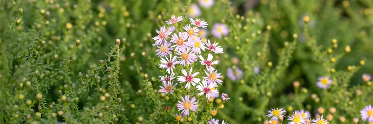 Aster ericoides 'Lovely'