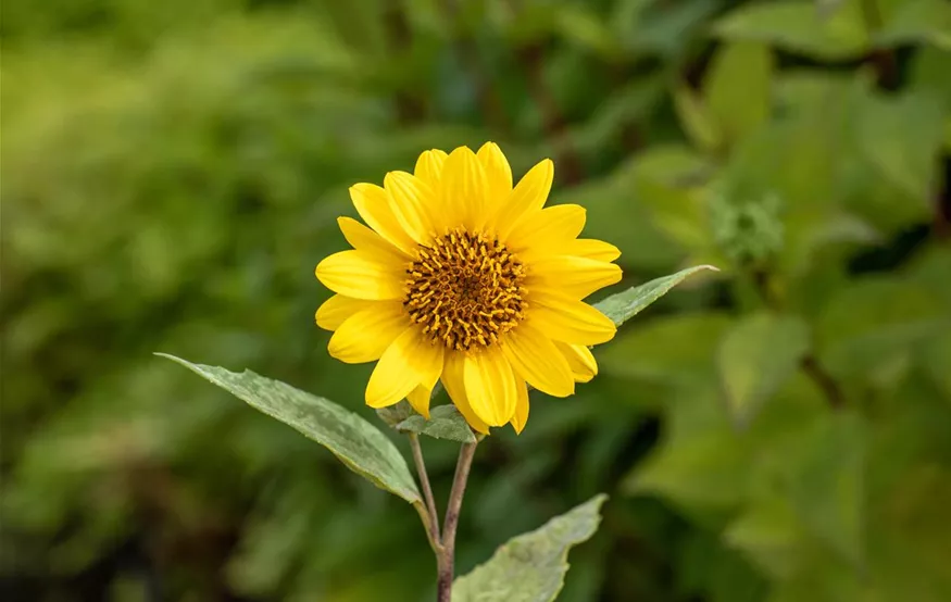 Helianthus decapetalus 'Capenoch Star' (GS675579.jpg)