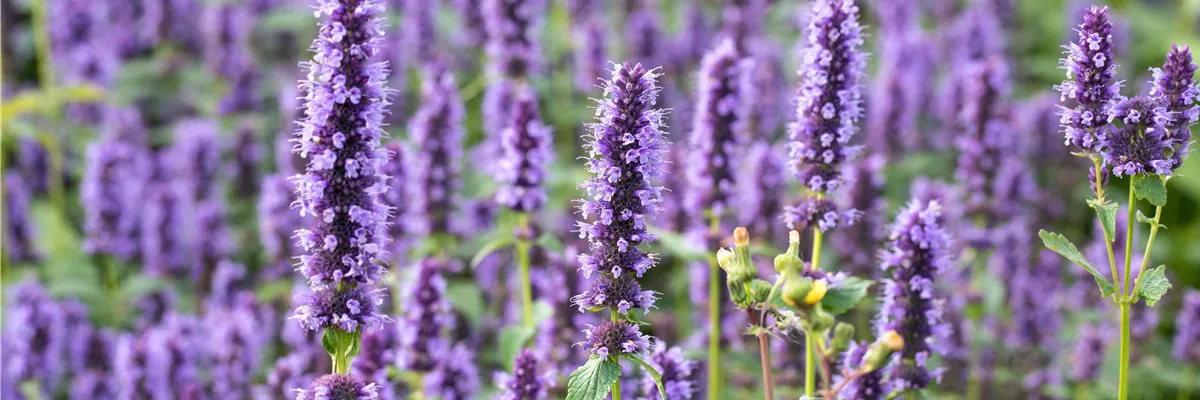 Agastache rugosa 'Black Adder'®