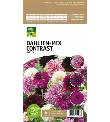 Dahlien-Mix Contrast