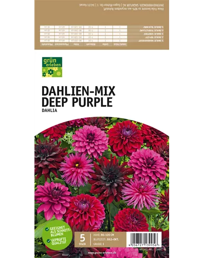 Dahlien-Mix Deep Purple