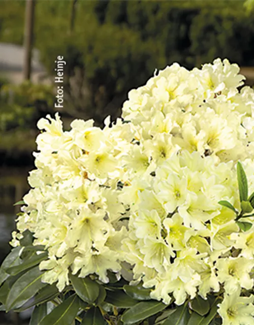 Rhododendron Dufthecke