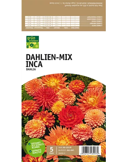 Dahlien-Mix Inca