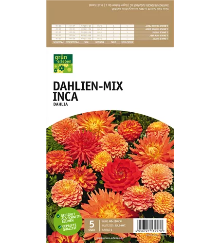 Dahlien-Mix Inca