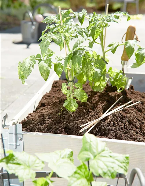 Paprika