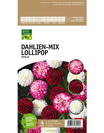 Dahlien-Mix Lollipop