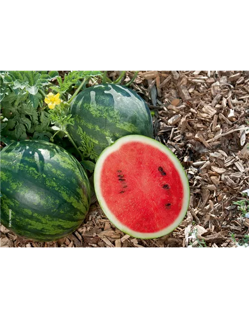 Mini-Wassermelone