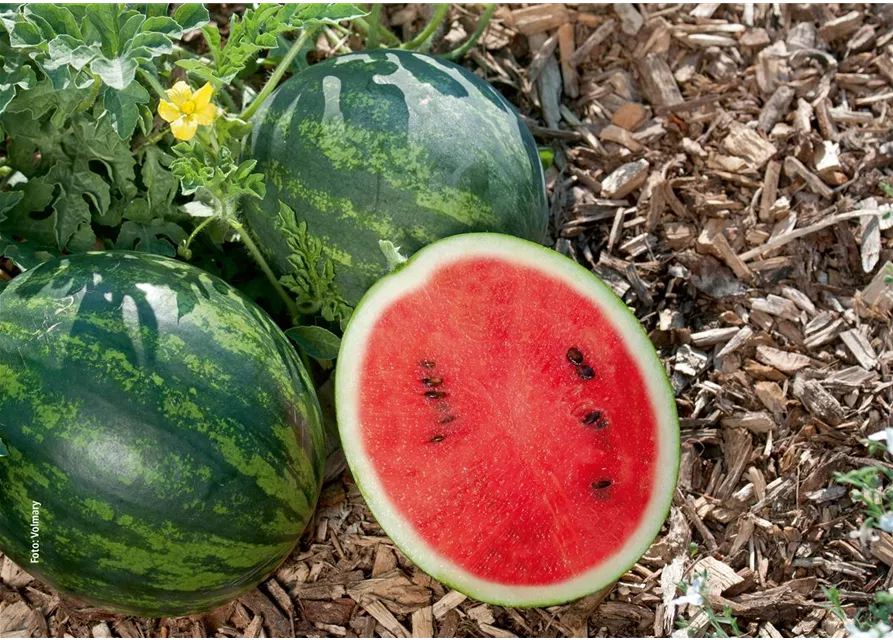 Mini-Wassermelone