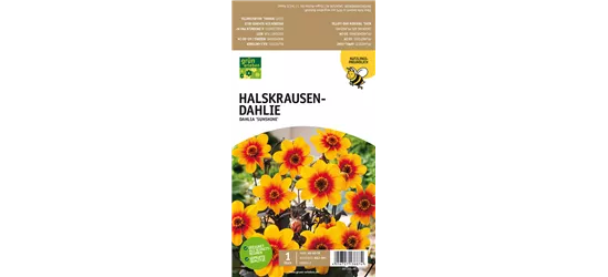 Halskrausen-Dahlie