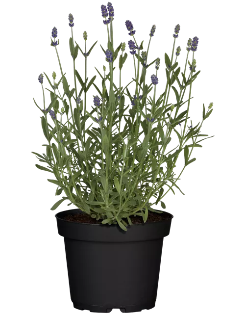 Lavendel