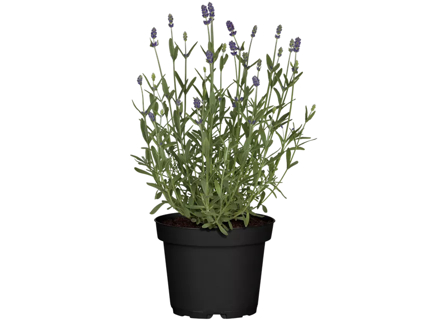 Lavendel