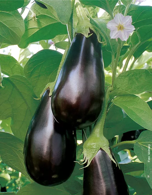 Veredelte Aubergine