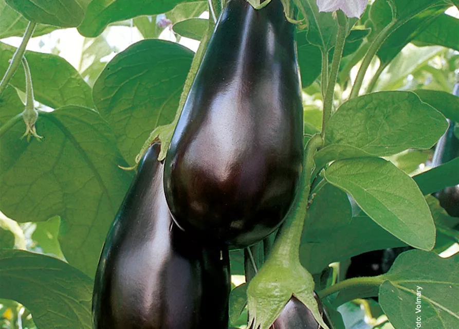 Veredelte Aubergine