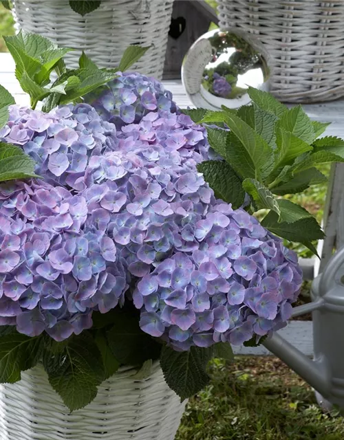 HORTENSIE