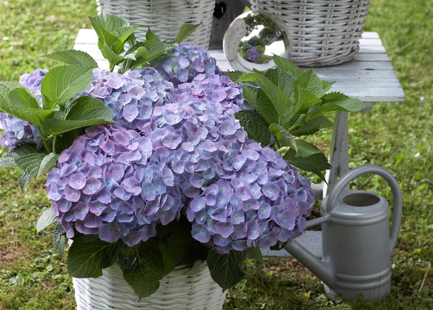 HORTENSIE