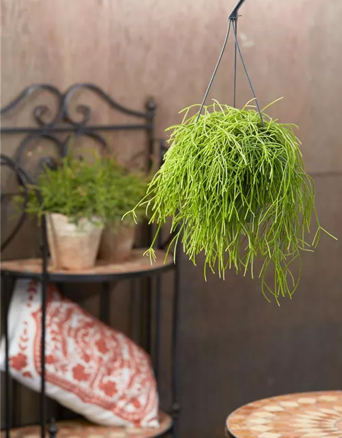 RHIPSALIS