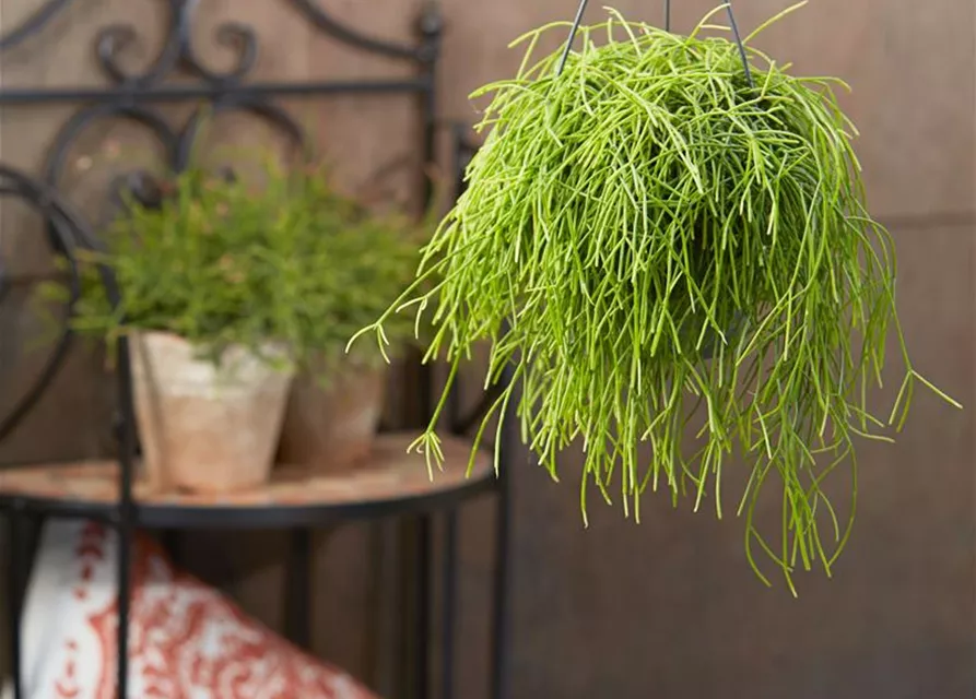 RHIPSALIS