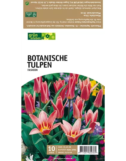 Botanische Kaufmanniana Tulpen