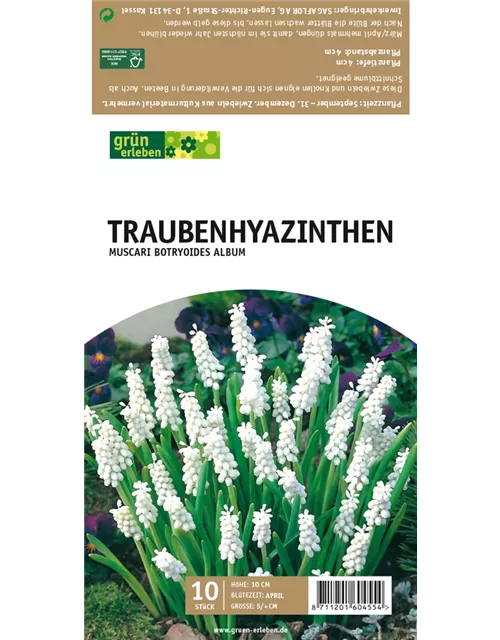 Traubenhyazinthen