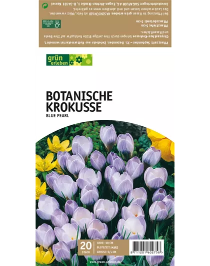 Botanische Krokusse