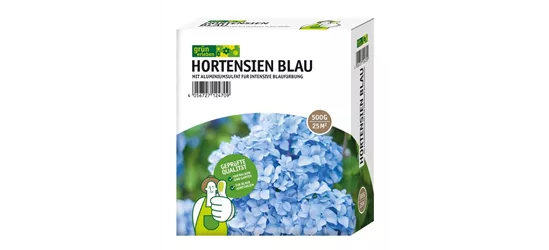 Hortensien Blau