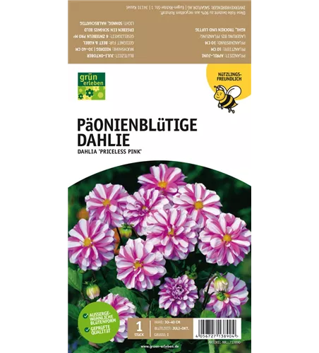 Päonienblütige Dahlie