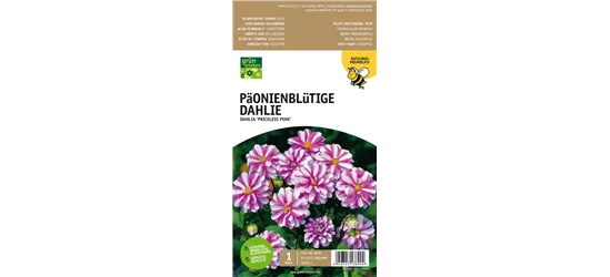 Päonienblütige Dahlie