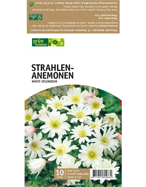 Strahlen-Anemonen