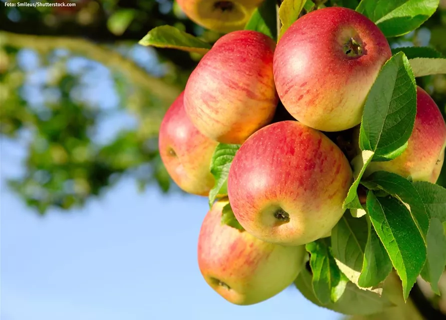 OBSTBäUME