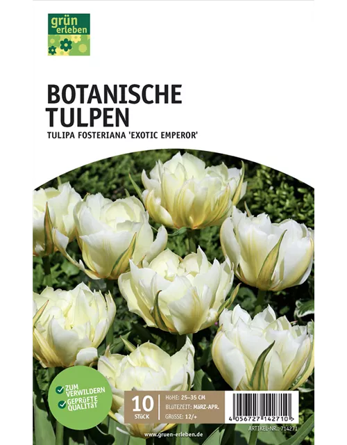 Fosteriana-Tulpen