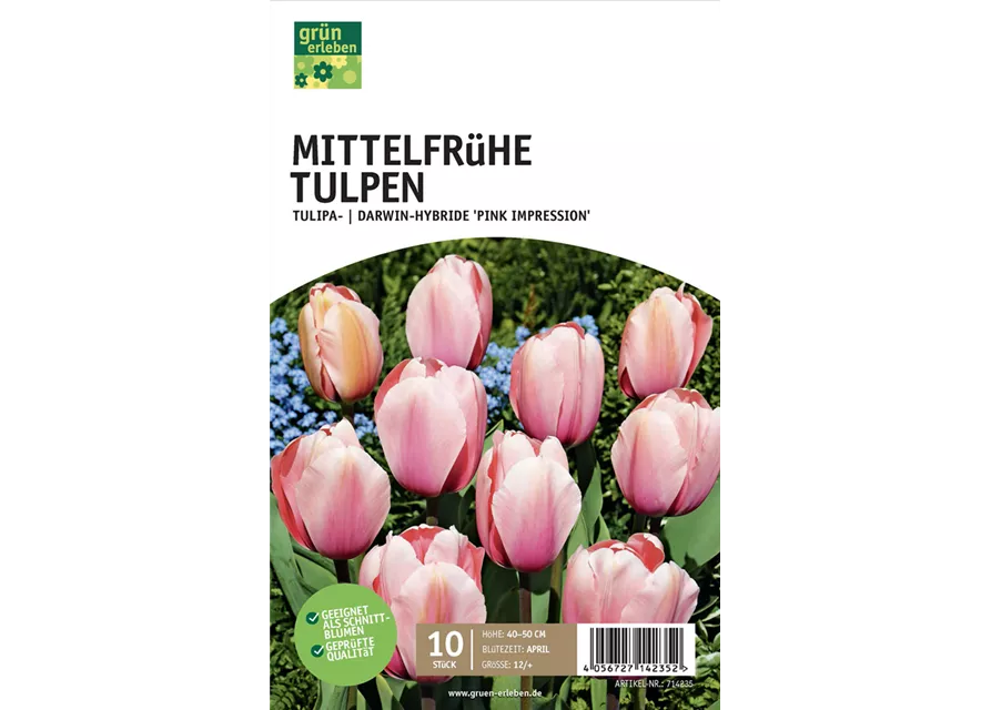 Tulpe Darwin Hybride 