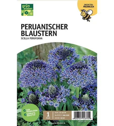 Peruanischer Blaustern