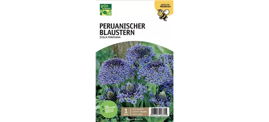 Peruanischer Blaustern