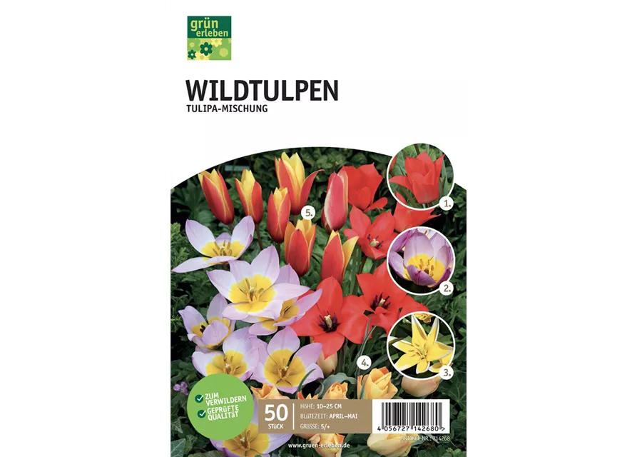 Wildtulpen