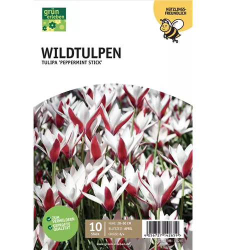 Wildtulpen 