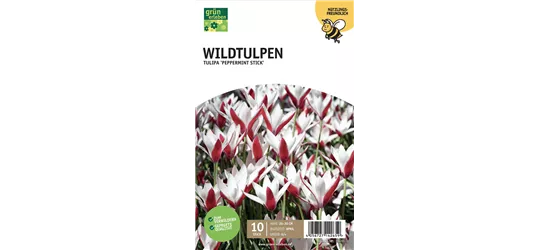 Wildtulpen 