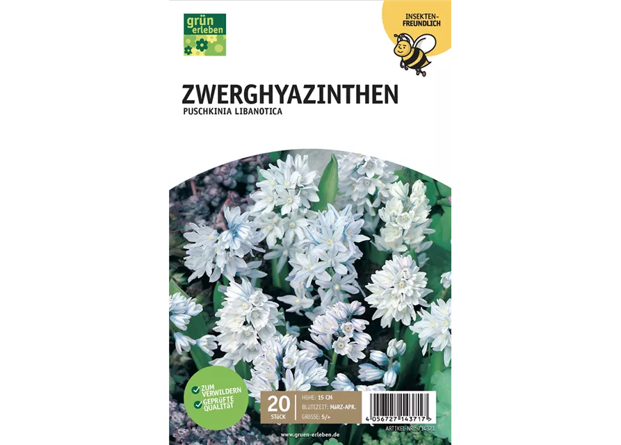 Zwerghyazinthe