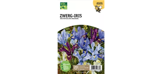 Zwerg Iris 