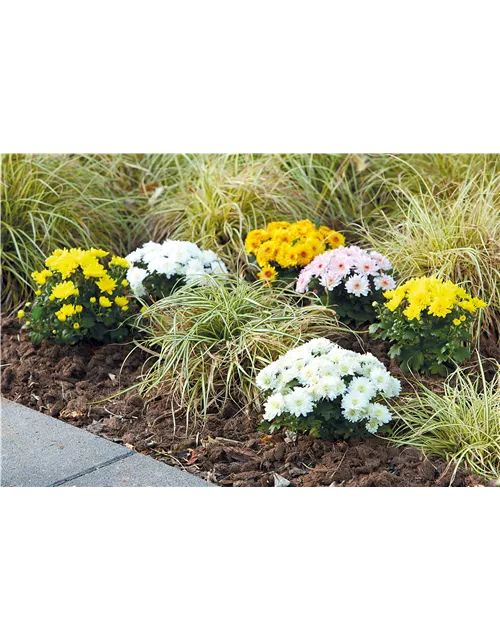 GARTENCHRYSANTHEME