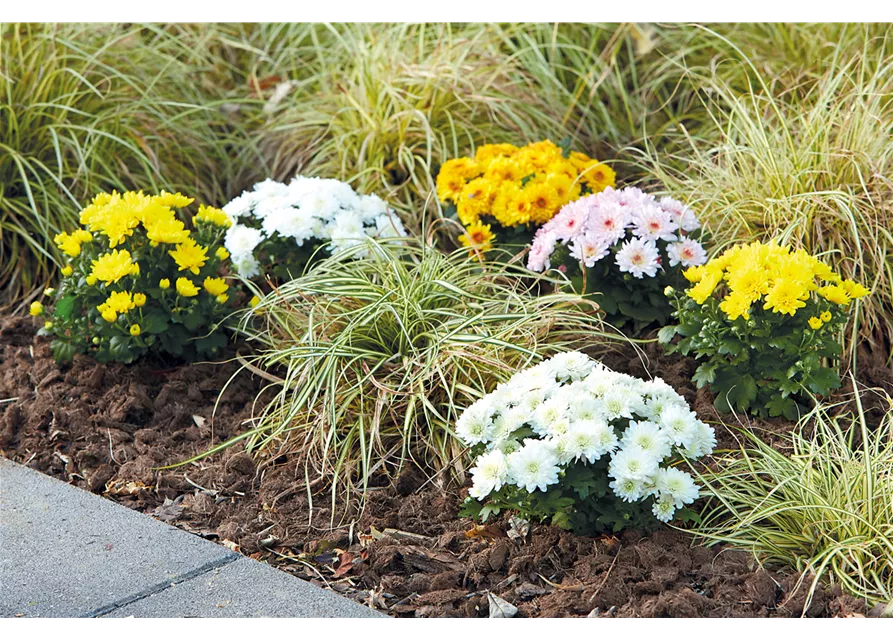 GARTENCHRYSANTHEME