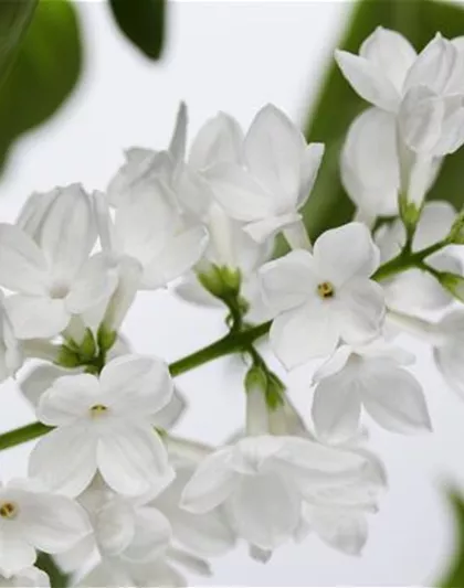 FLIEDER - EINPFLANZEN IM GARTEN