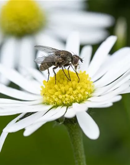 BIOLOGISCHER PFLANZENSCHUTZ IM GARTEN