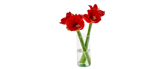 PRACHTVOLLE STERNE! DEKORATIONSWUNDER AMARYLLIS.