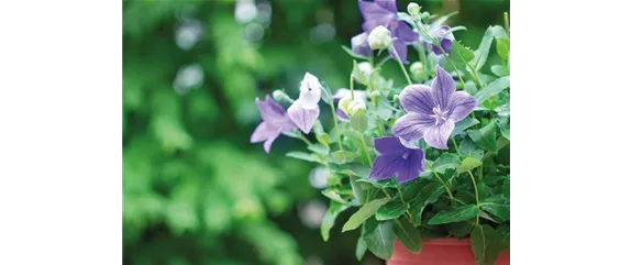 OHNE ENDE VOLLE BLÜTE.